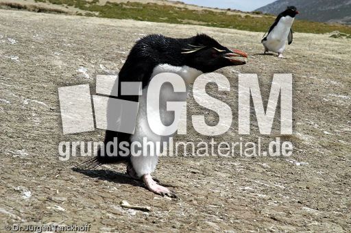 Felsenpinguine (16 von 40).jpg